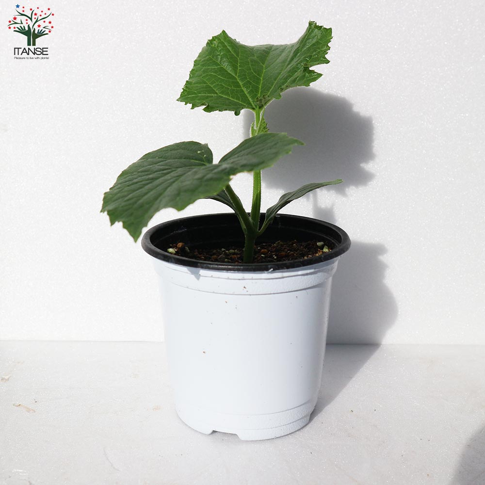 ずーっととれるキュウリの苗2個~【野菜苗10.5cmポット 自根苗】