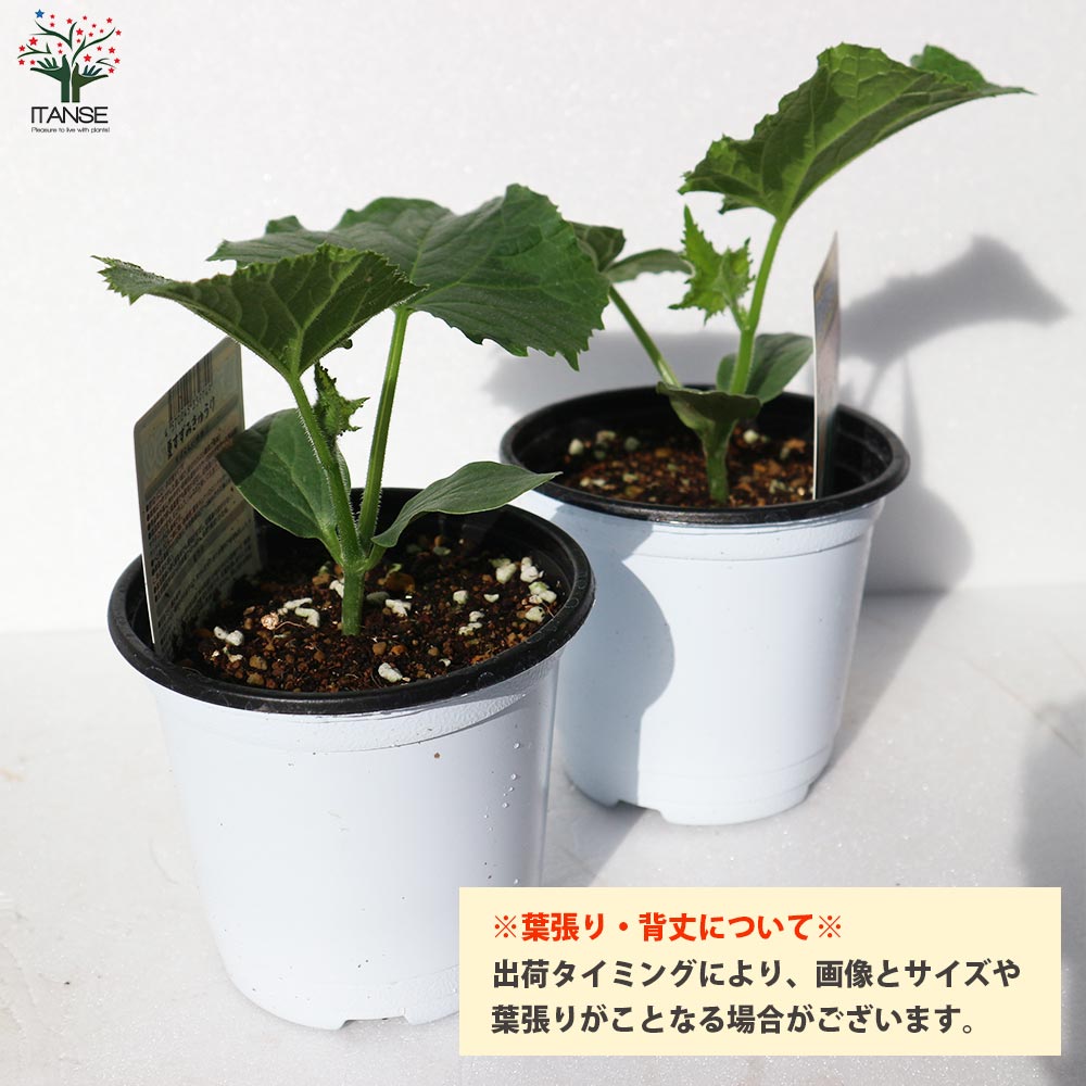 ずーっととれるキュウリの苗2個~【野菜苗10.5cmポット 自根苗】