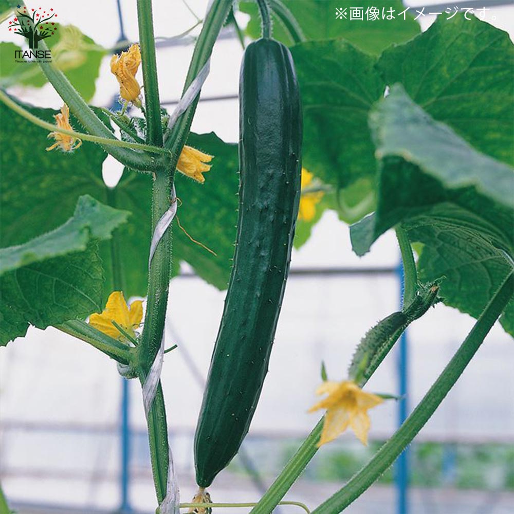 ずーっととれるキュウリの苗2個~【野菜苗10.5cmポット 自根苗】