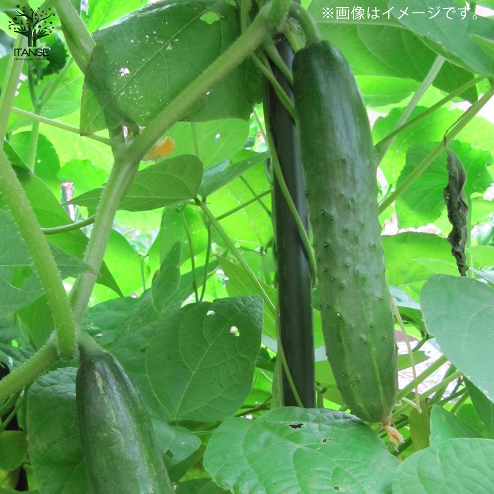 ずーっととれるキュウリの苗2個~【野菜苗10.5cmポット 自根苗】