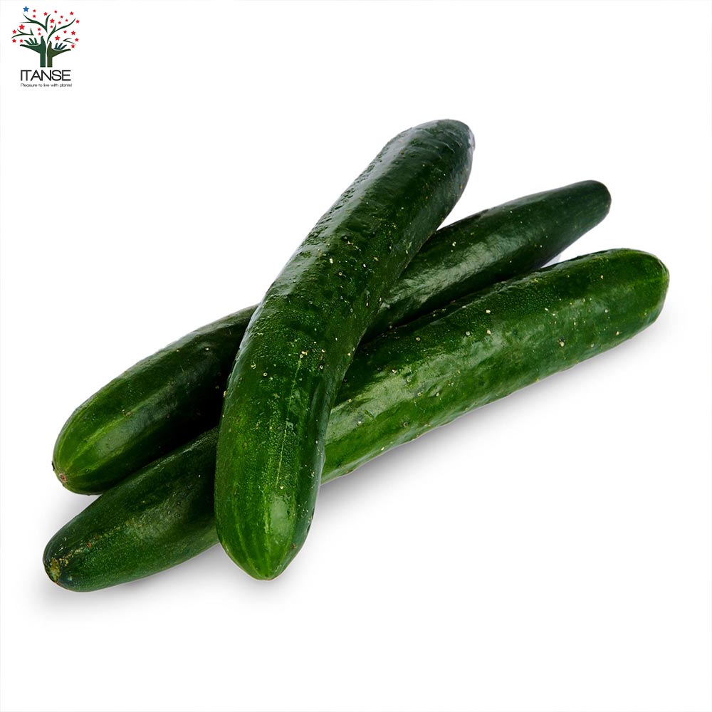 ずーっととれるキュウリの苗2個~【野菜苗10.5cmポット 自根苗】