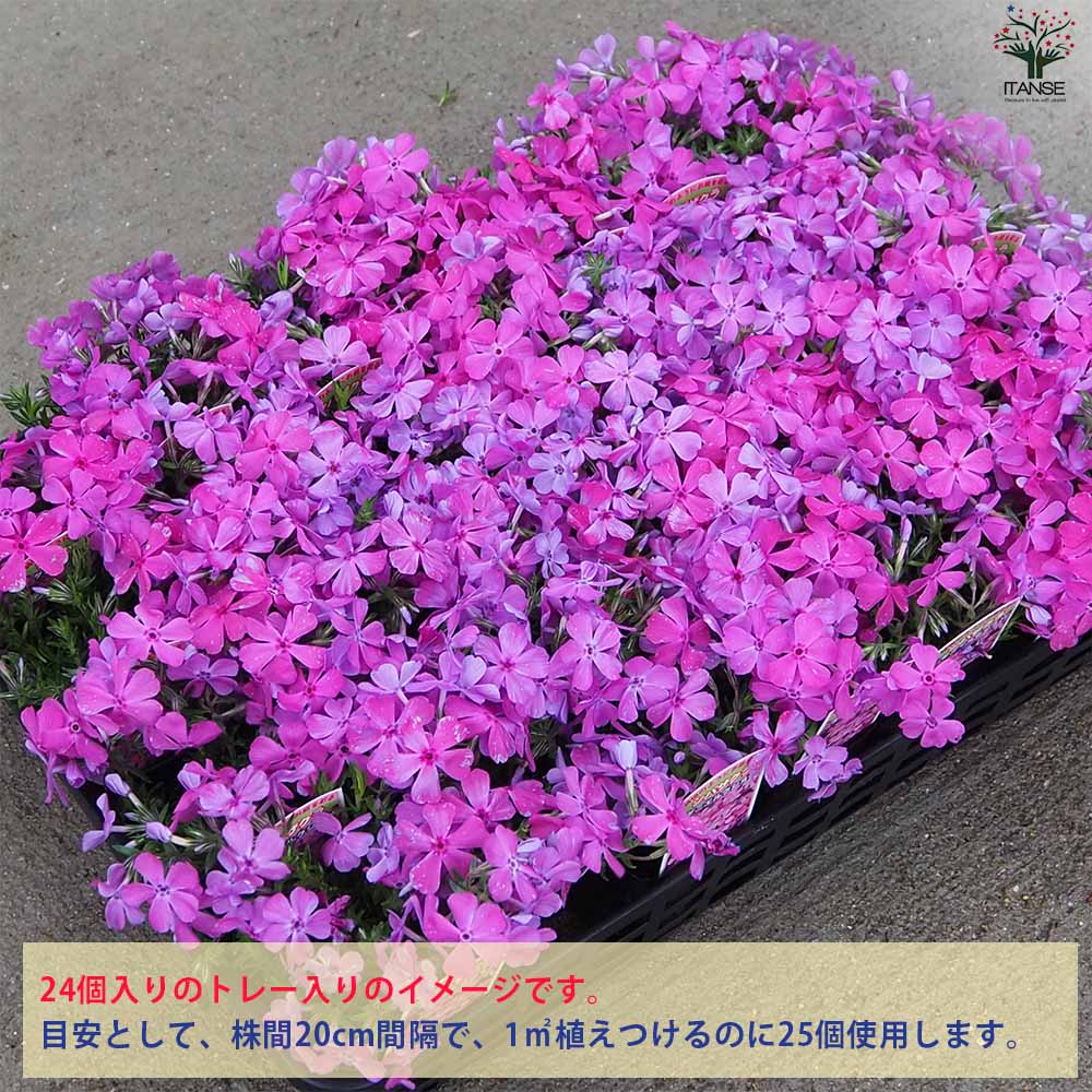 芝桜苗【ダニエルクッションピンク 50ポット】ガーデニングにピッタリのお花【9cmポット】 ITANSE 芝桜 ダニエルクッション (濃ピンク色) 花苗 3号ポット