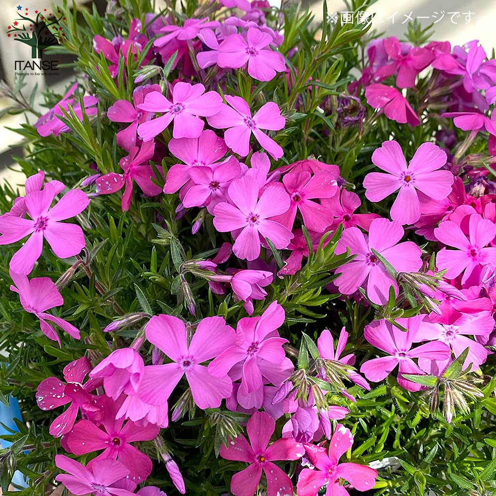 芝桜 ダニエルクッション (濃ピンク色)3個～【花苗 3号ポット