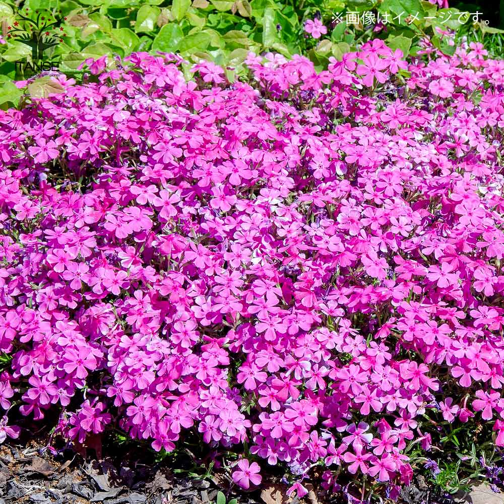 芝桜 ダニエルクッション (濃ピンク色)2個~【花苗 3号ポット 芝桜 ダニエルクッション (濃ピンク色)2個~【花苗 3号ポット