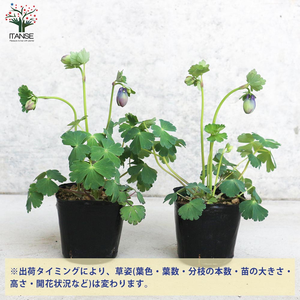 ミヤマオダマキ 青花【花苗 3号ポット】｜ 【植物のITANSE】全品