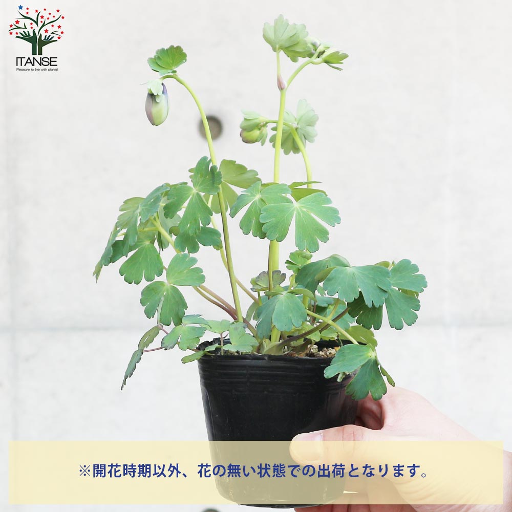 ミヤマオダマキ 青花【花苗 3号ポット】｜ 【植物のITANSE】全品