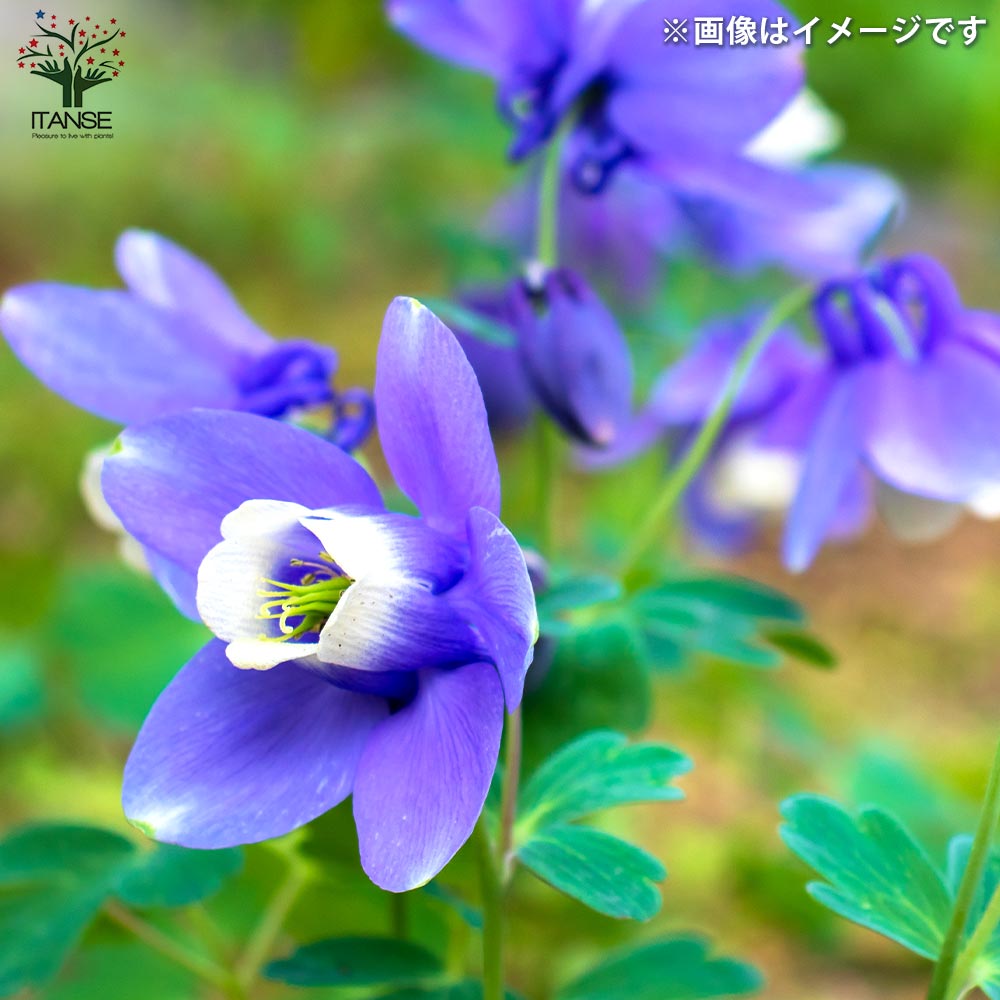 ミヤマオダマキ 青花【花苗 3号ポット】｜ 【植物のITANSE】全品