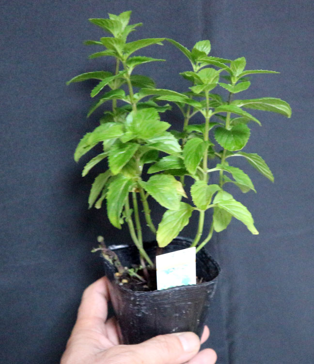 オーデコロンミント 【ハーブ苗9cmポット／3個セット】｜ 【植物の