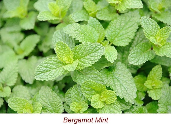 ミントミントミント様　プラナロム ローズオットー、ペパーミント、ローズウッド ミントミントミント様 プラナロム ローズオットー、ペパーミント