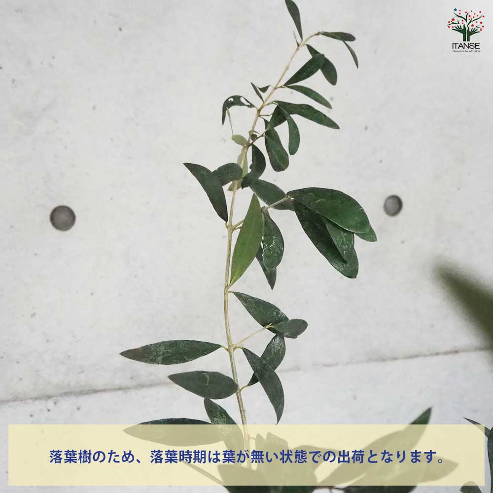 オリーブ アザパ 【果樹の苗木 5号ポット／1個売り】