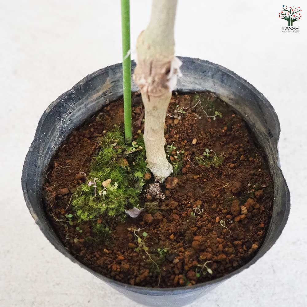 オリーブ アザパ 【果樹の苗木 5号ポット／1個売り】