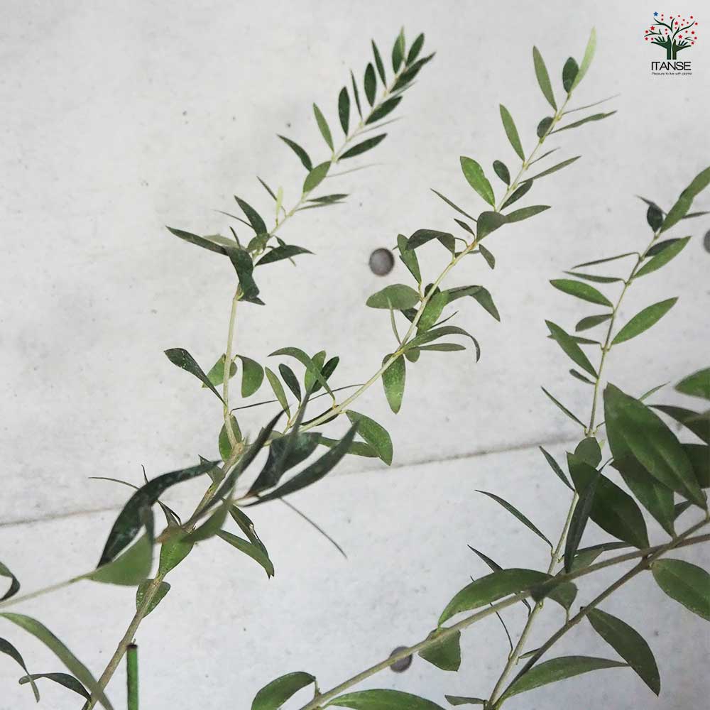 オリーブ アザパ 【果樹の苗木 5号ポット／1個売り】