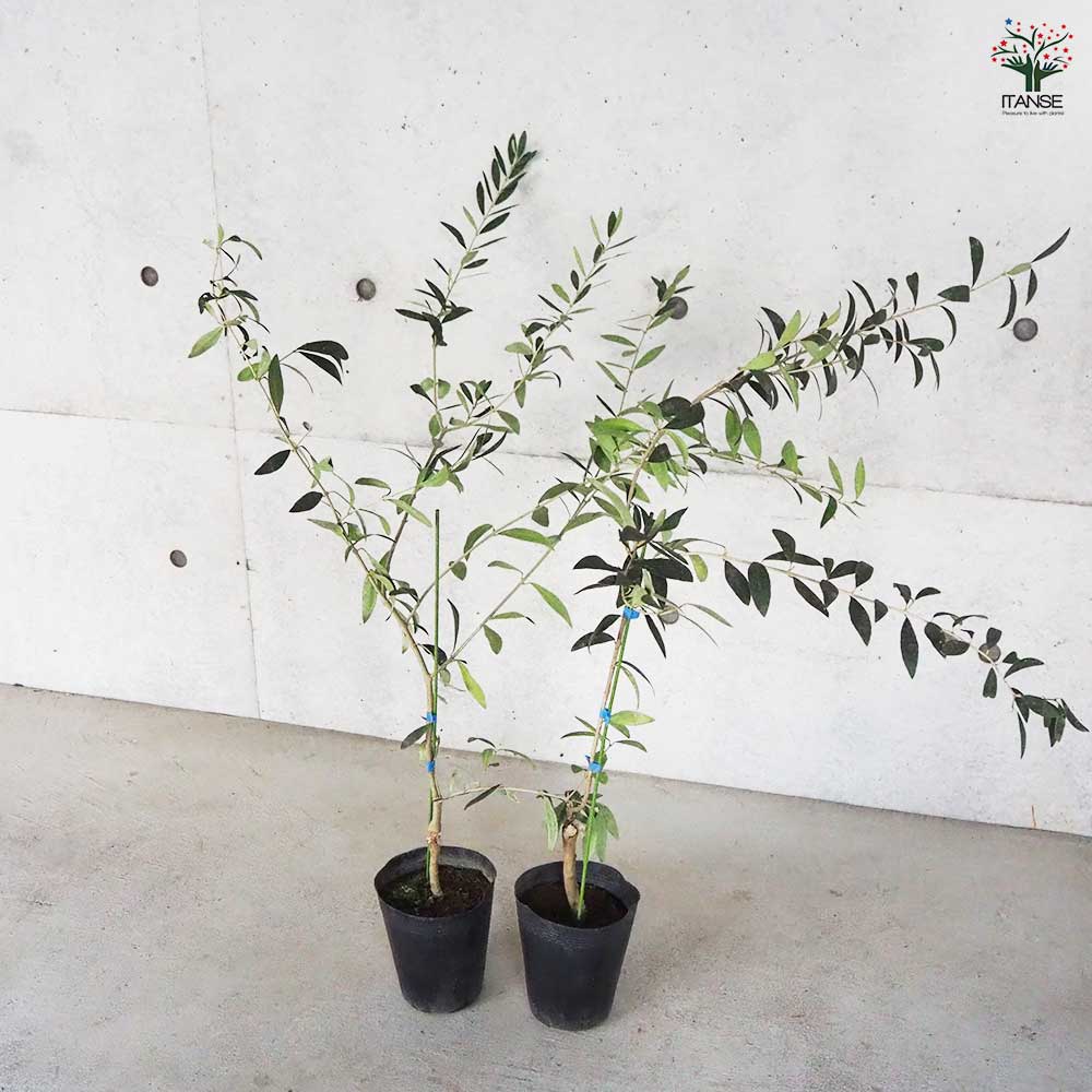 オリーブ アザパ 【果樹の苗木 5号ポット／1個売り】