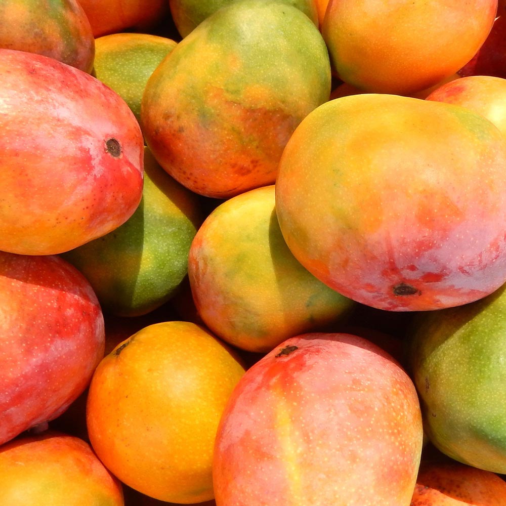 マンゴーの苗木【果樹苗 実生苗10.5cmポット／1個】