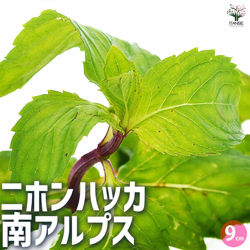 ニホンハッカ 南アルプス 【ハーブの苗 9cmポット／お買い得3個セット】