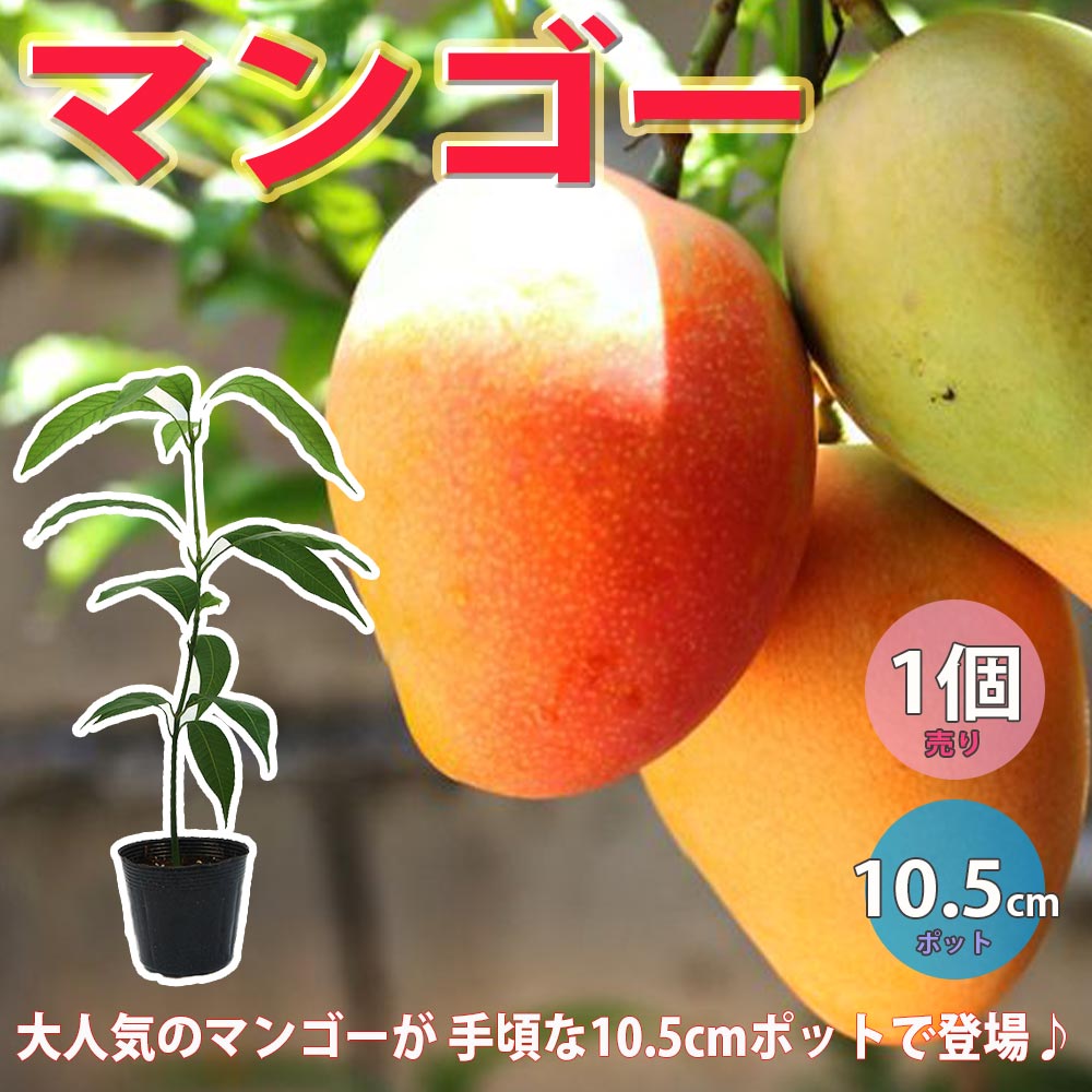 マンゴーの苗木【果樹苗 実生苗10.5cmポット／1個】