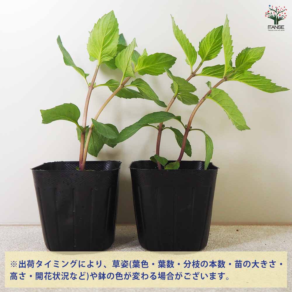 ニホンハッカ 南アルプス 【ハーブの苗 9cmポット／お買い得3個セット】