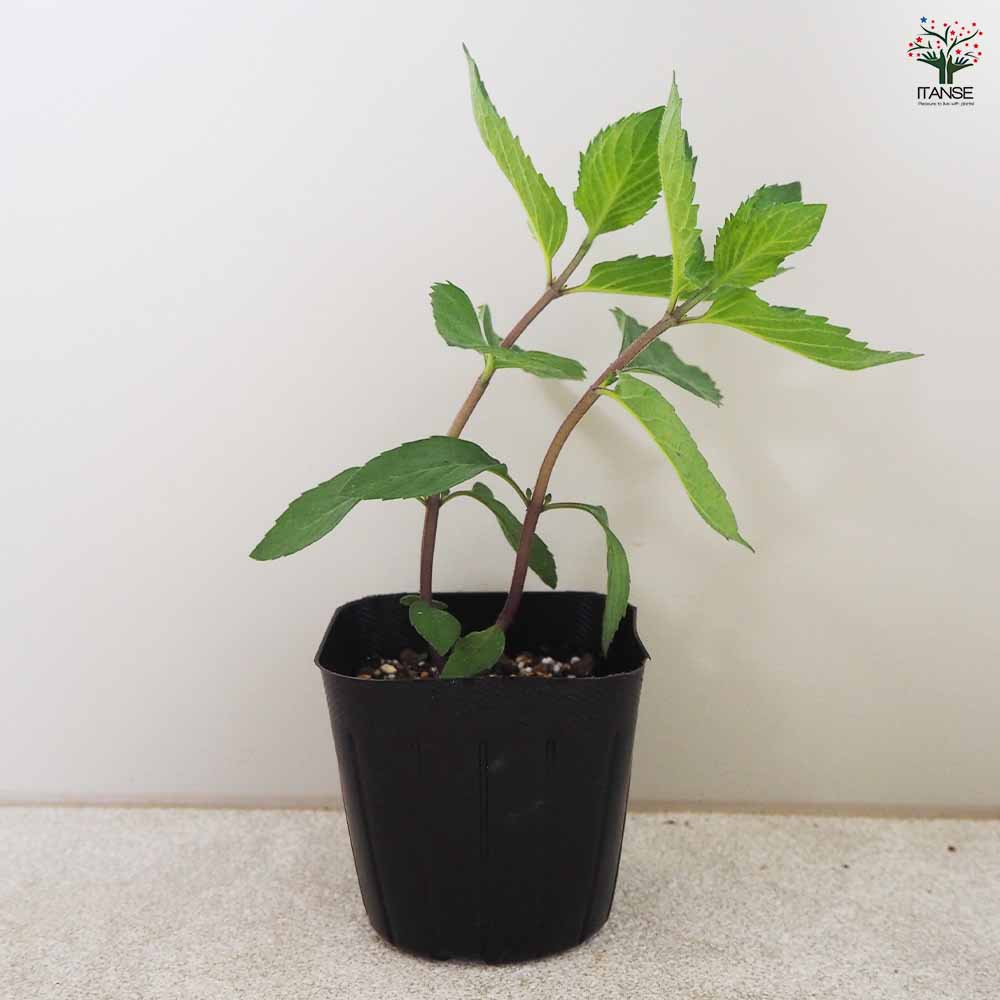 ニホンハッカ 南アルプス 【ハーブの苗 9cmポット／お買い得3個セット】