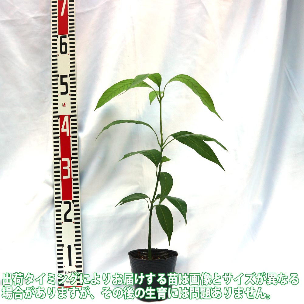 マンゴーの苗木【果樹苗 実生苗10.5cmポット／1個】