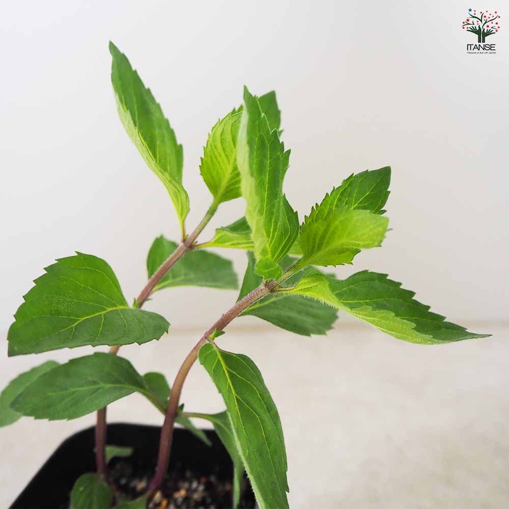 ニホンハッカ 南アルプス 【ハーブの苗 9cmポット／お買い得3個セット】