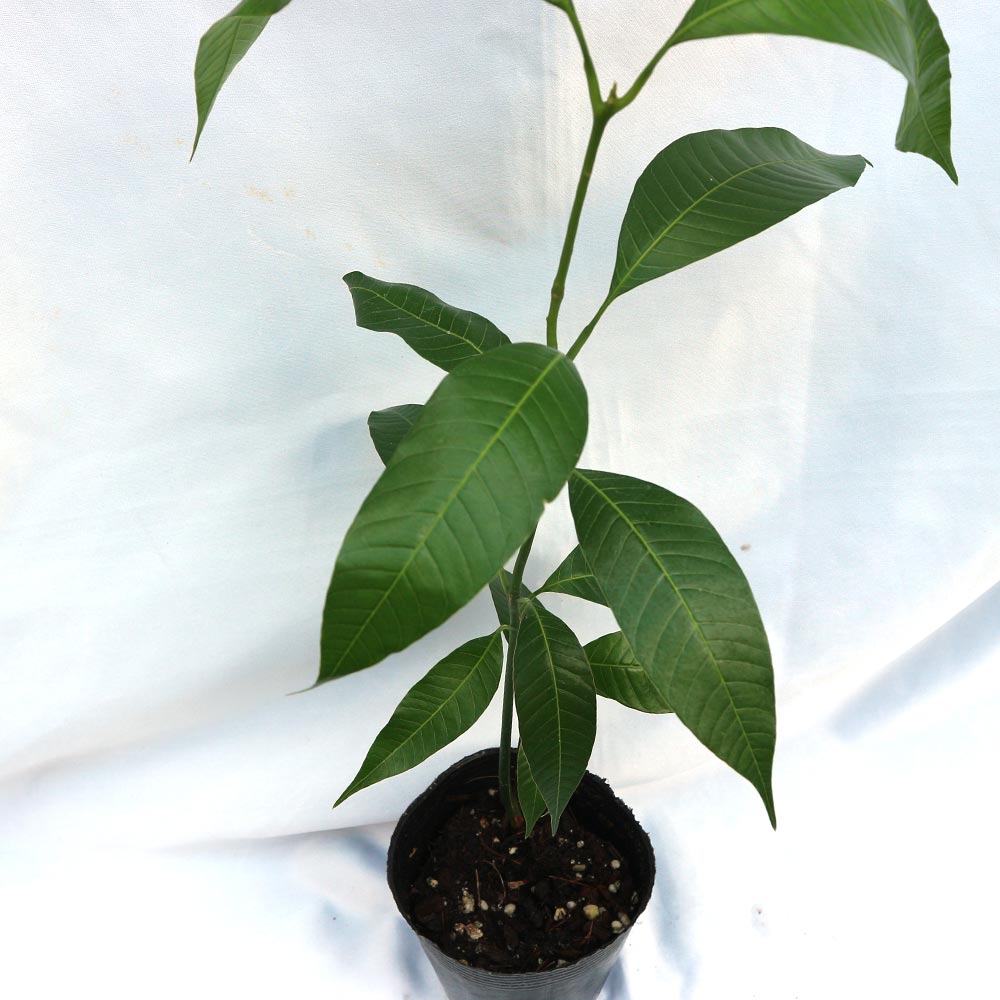 マンゴーの苗木【果樹苗 実生苗10.5cmポット／1個】