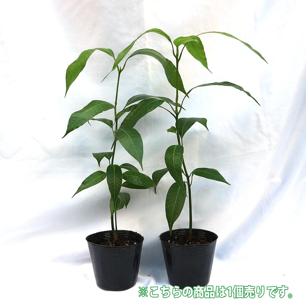 マンゴーの苗木【果樹苗 実生苗10.5cmポット／1個】