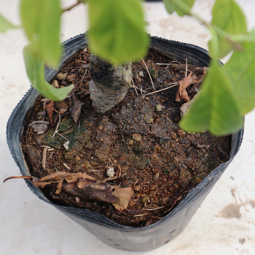スモモの苗木 ソルダム【果樹苗／15cmポット接木苗／1個】｜ 【植物の