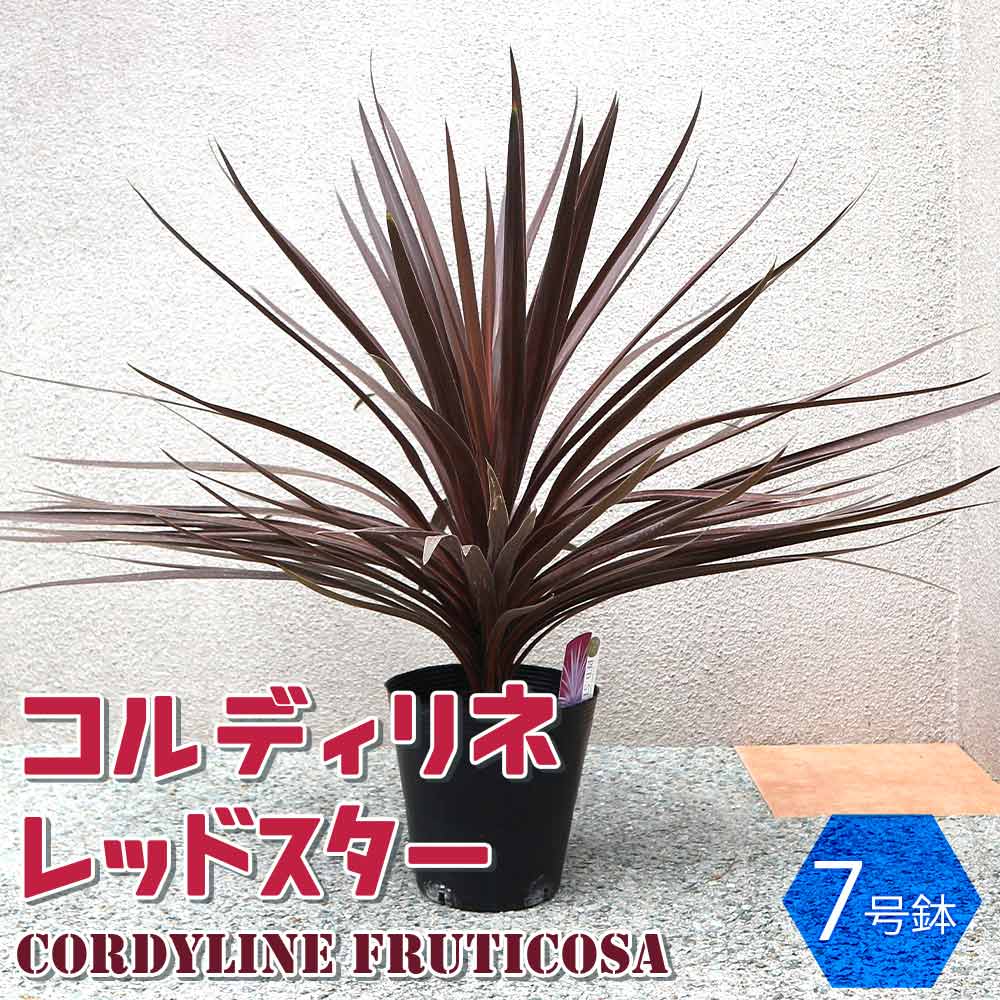 コルディリネレッドスター7号1個【カラーリーフ 7号鉢／1個】