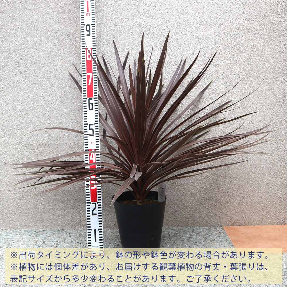 コルディリネレッドスター7号1個【カラーリーフ 7号鉢／1個】