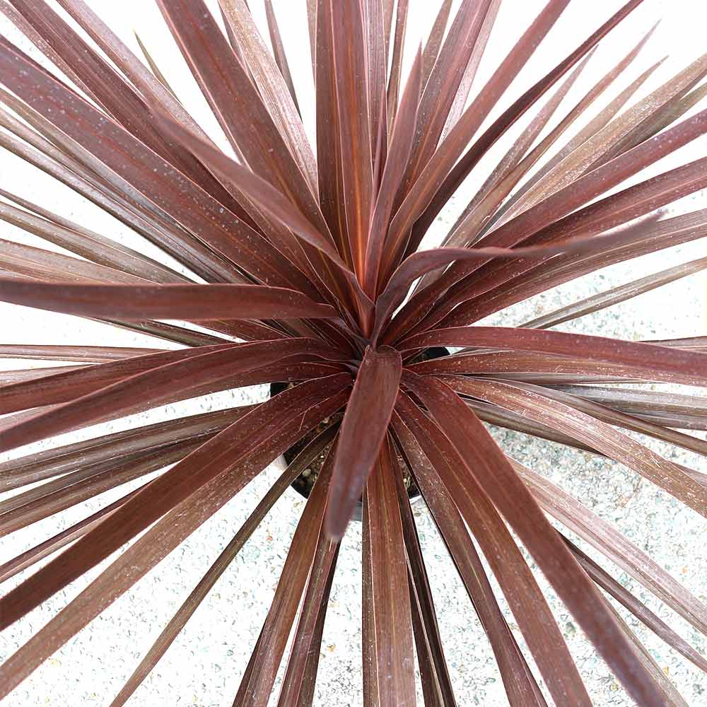 コルディリネレッドスター7号1個【カラーリーフ 7号鉢／1個】