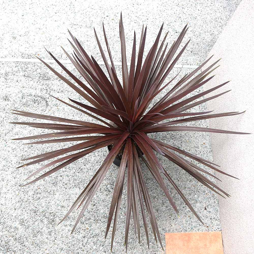 コルディリネレッドスター7号1個【カラーリーフ 7号鉢／1個】