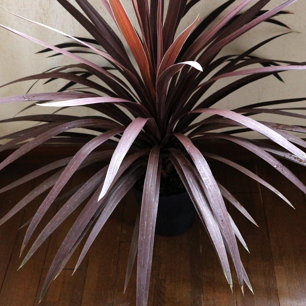 コルディリネレッドスター7号1個【カラーリーフ 7号鉢／1個】