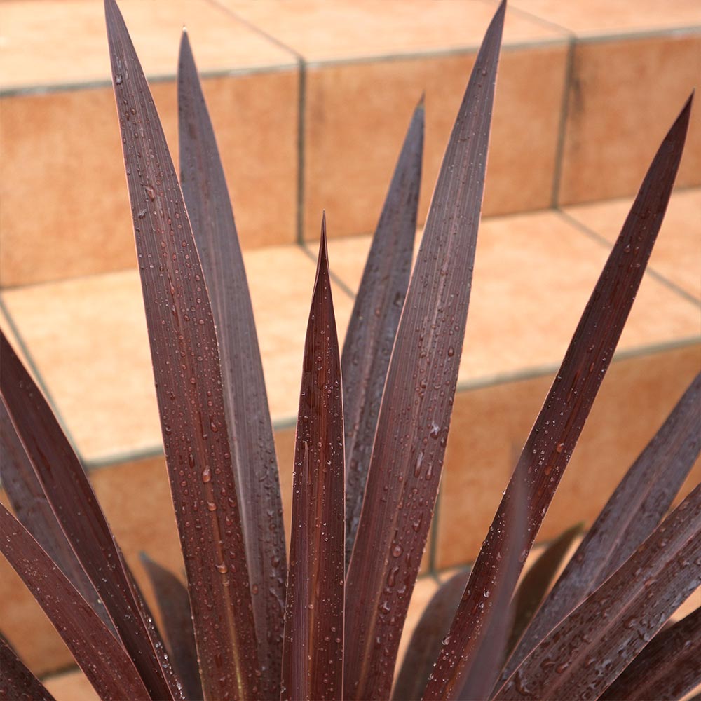 コルディリネレッドスター7号1個【カラーリーフ 7号鉢／1個】