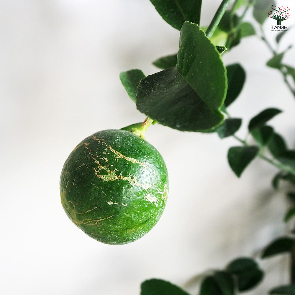 レモンの苗木 マイヤーレモン バック 根巻き 【果樹の苗木 7号