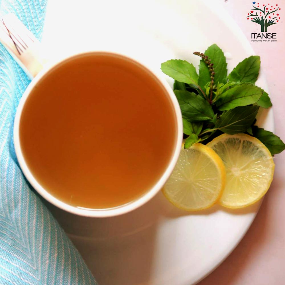 ホーリーバジルの苗 【ハーブの苗 15cmポット苗／お買い得2個セット】