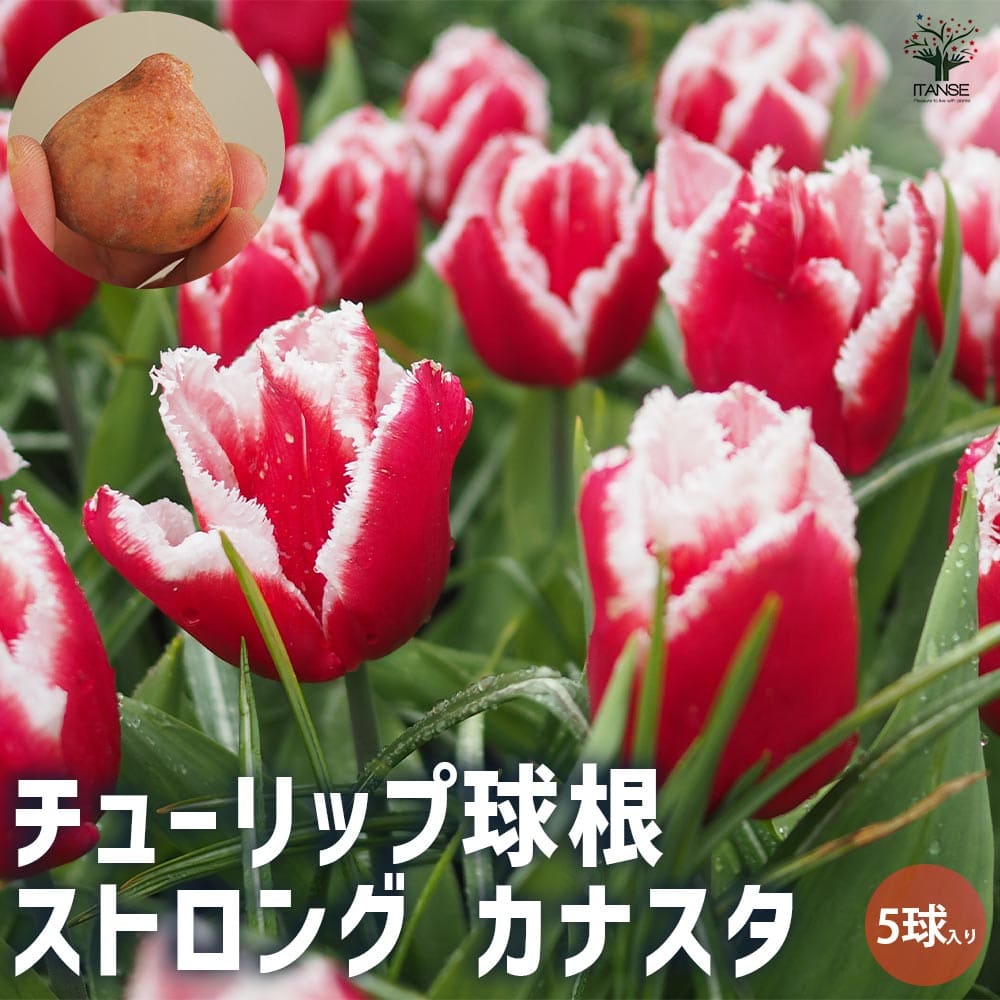 チューリップ ストロング カナスタ