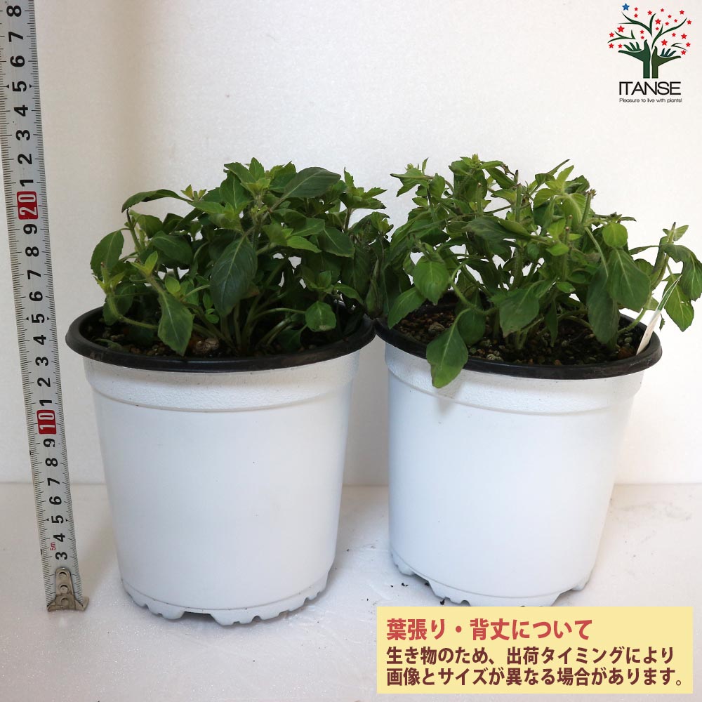 ホーリーバジルの苗 【ハーブの苗 15cmポット苗／お買い得2個セット】