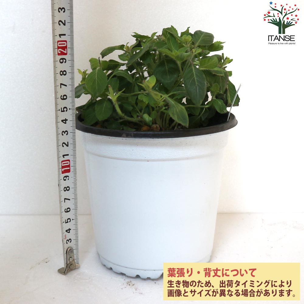 ホーリーバジルの苗 【ハーブの苗 15cmポット苗／お買い得2個セット】