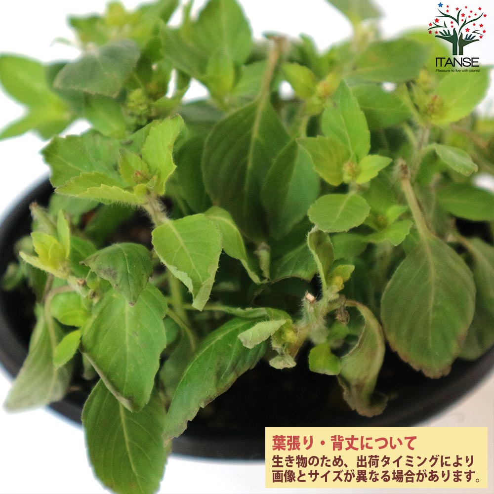 ホーリーバジルの苗 【ハーブの苗 15cmポット苗／お買い得2個セット】