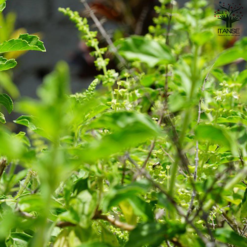 ホーリーバジルの苗 【ハーブの苗 15cmポット苗／お買い得2個セット】