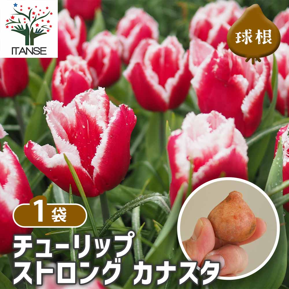 チューリップ ストロング カナスタ