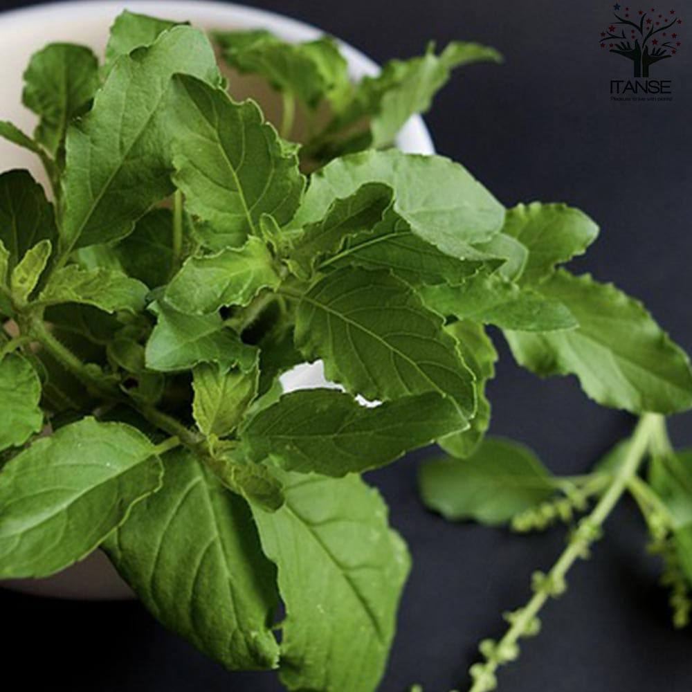 ホーリーバジルの苗 【ハーブの苗 15cmポット苗／お買い得2個セット】