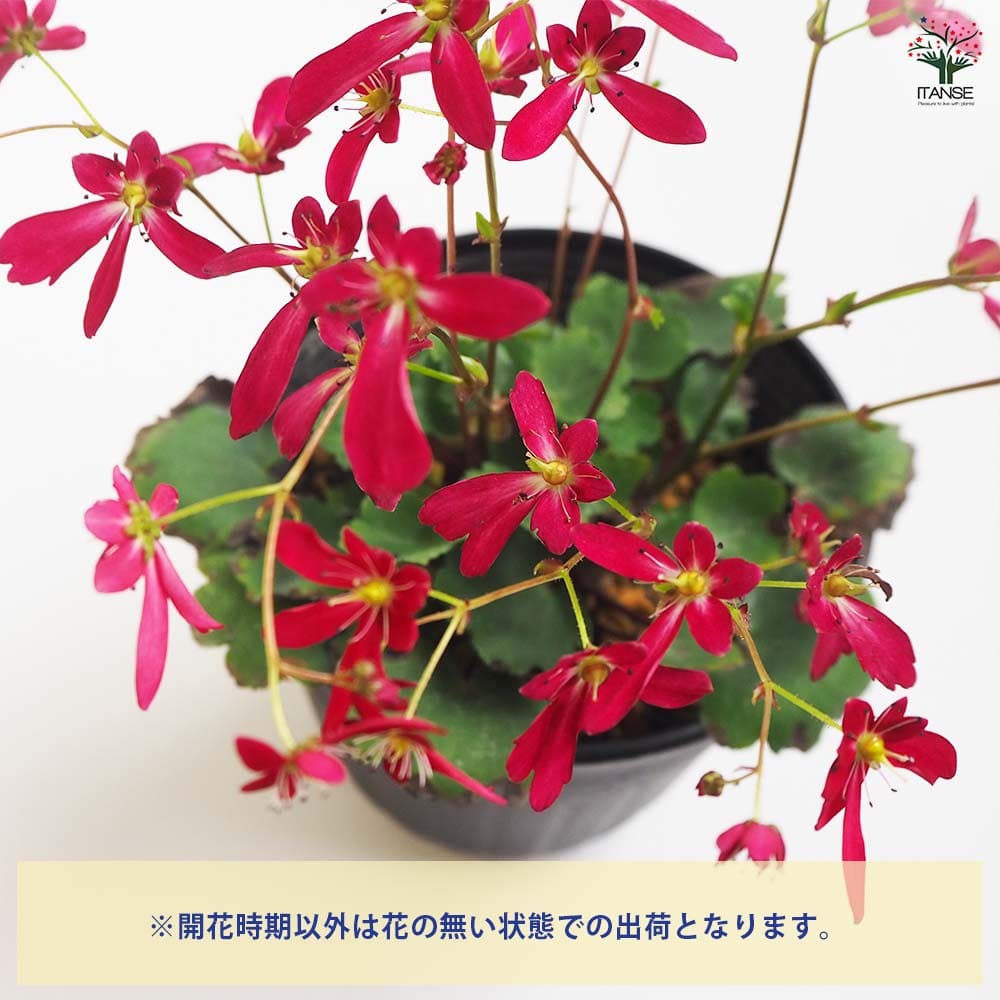 大文字草(ダイモンジソウ) 富士王 【花苗 4.5号/1個売り 大文字草(ダイモンジソウ) 富士王 【花苗 4.5号/1個売り