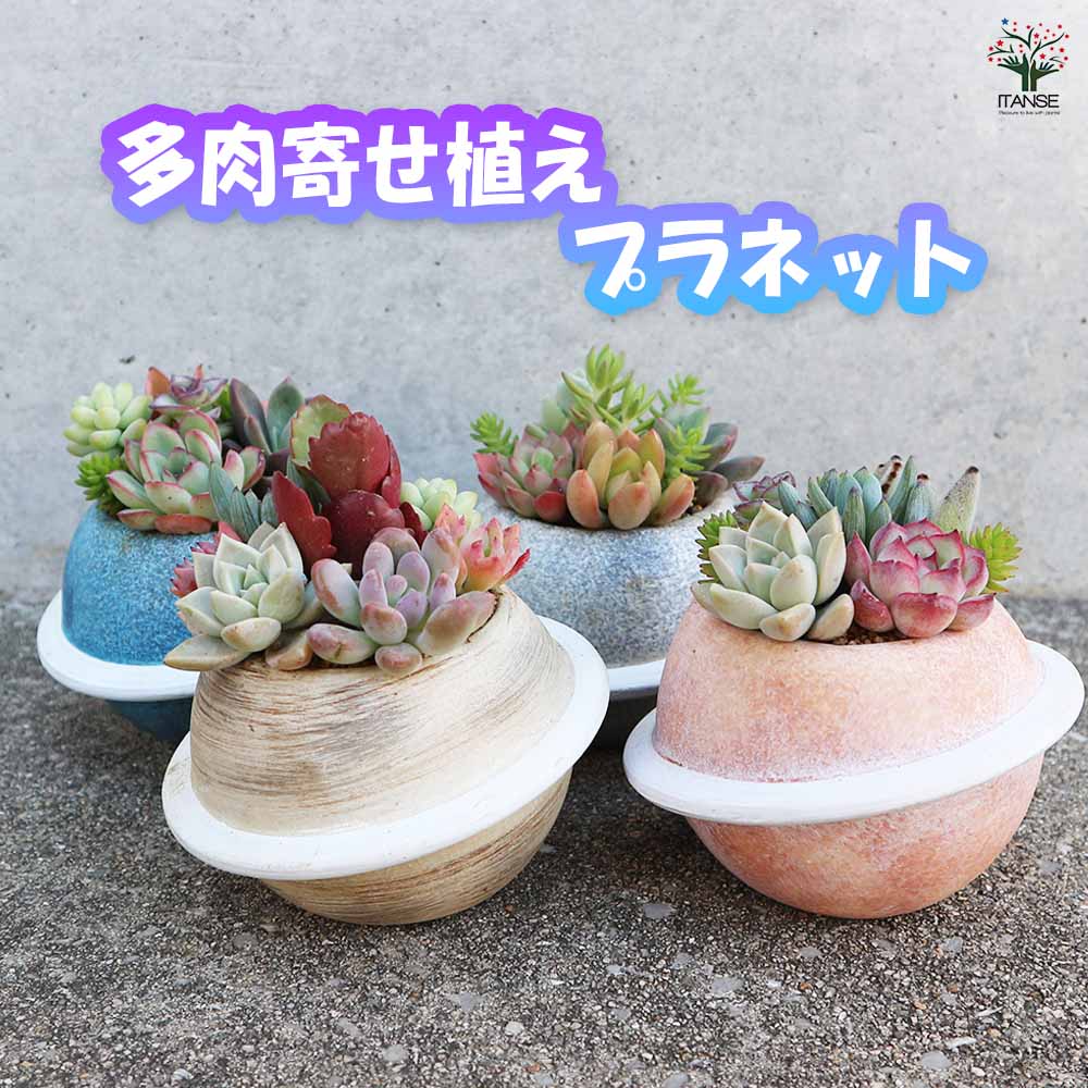多肉寄せ植え プラネット  【多肉植物 4色のバリエーション】