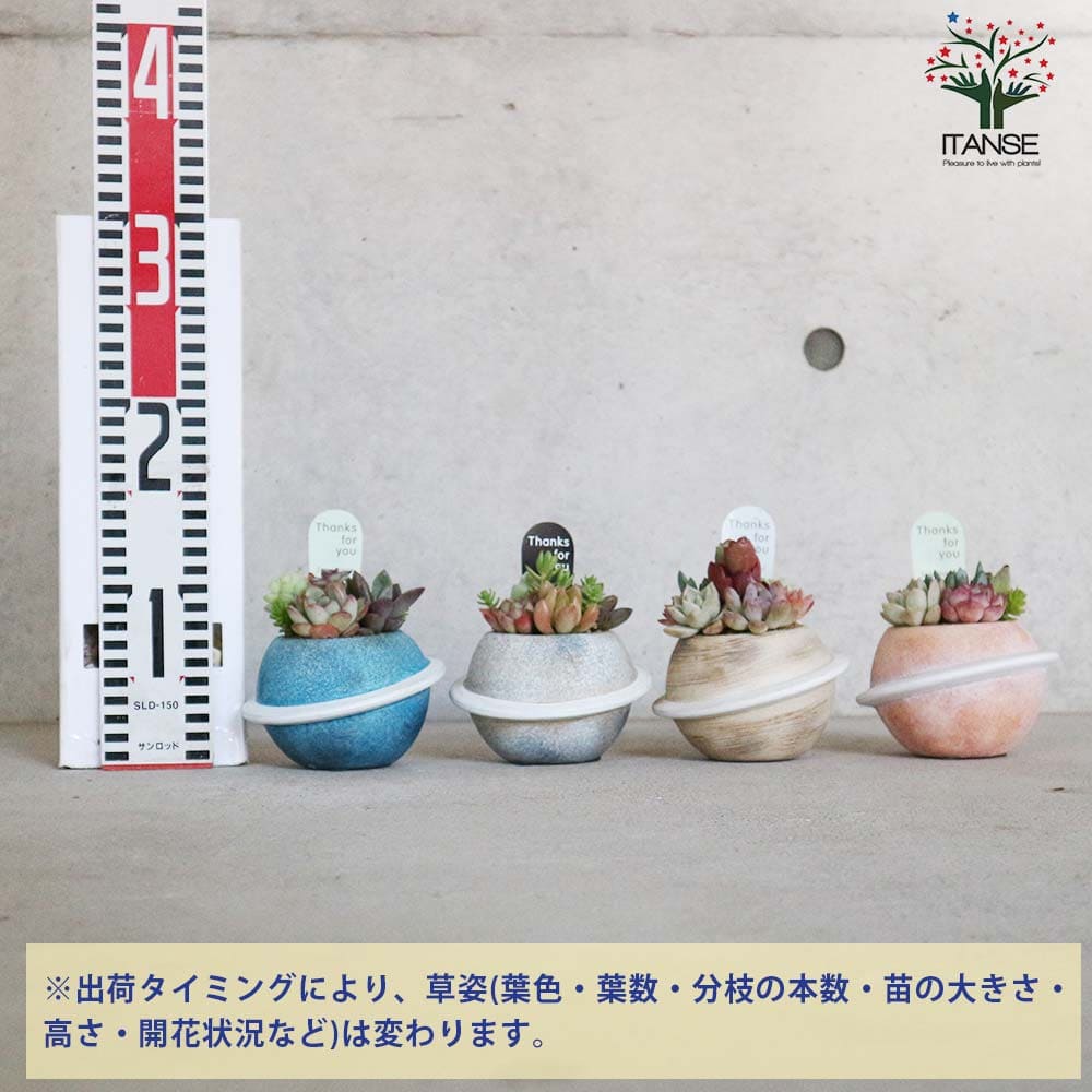 多肉寄せ植え プラネット  【多肉植物 4色のバリエーション】