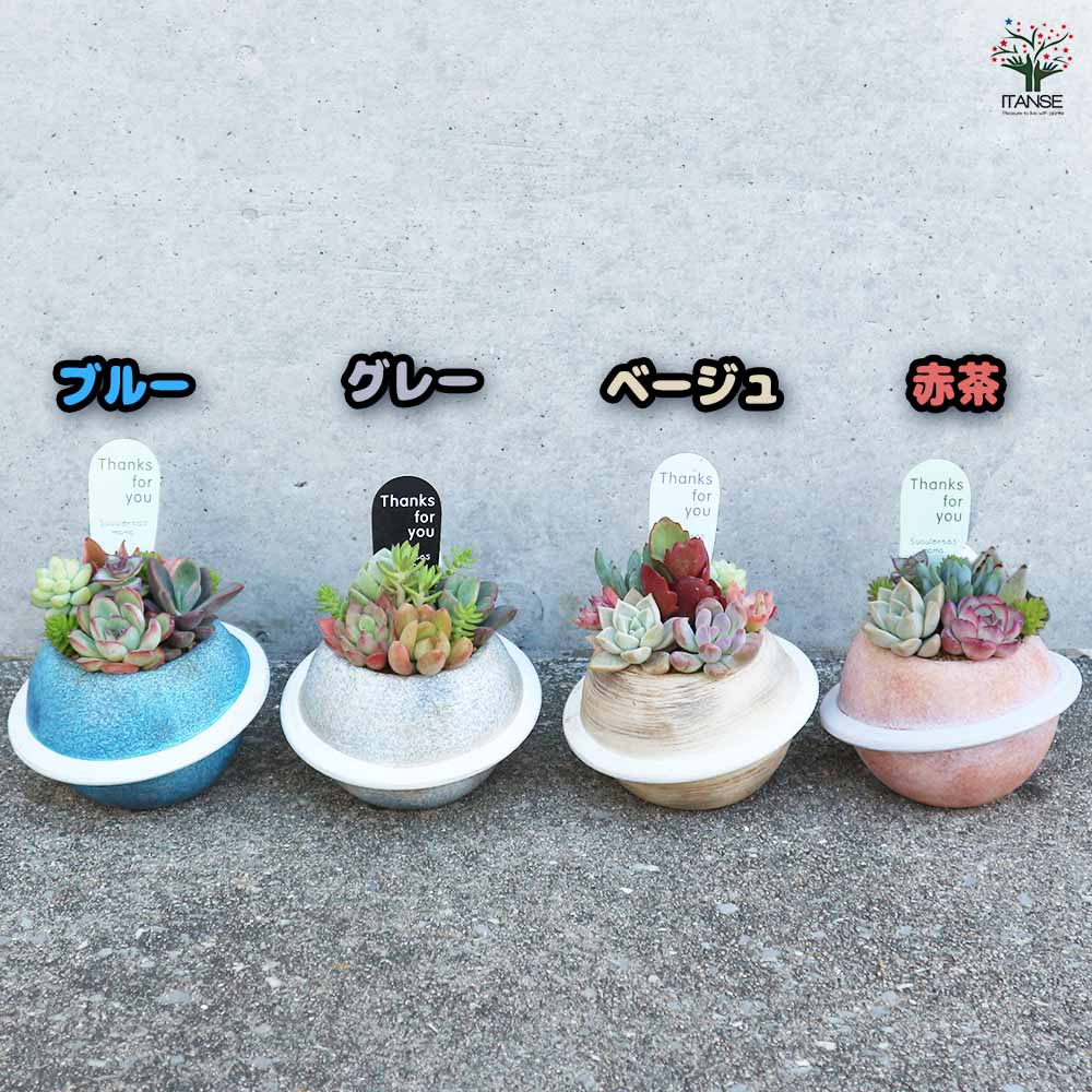 多肉寄せ植え プラネット  【多肉植物 4色のバリエーション】
