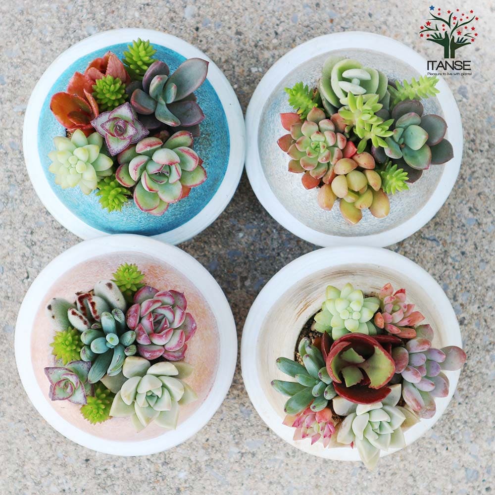 多肉寄せ植え プラネット  【多肉植物 4色のバリエーション】