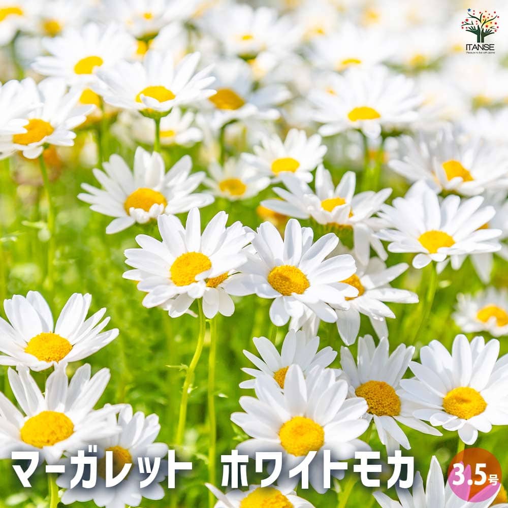 マーガレット ホワイトモカ