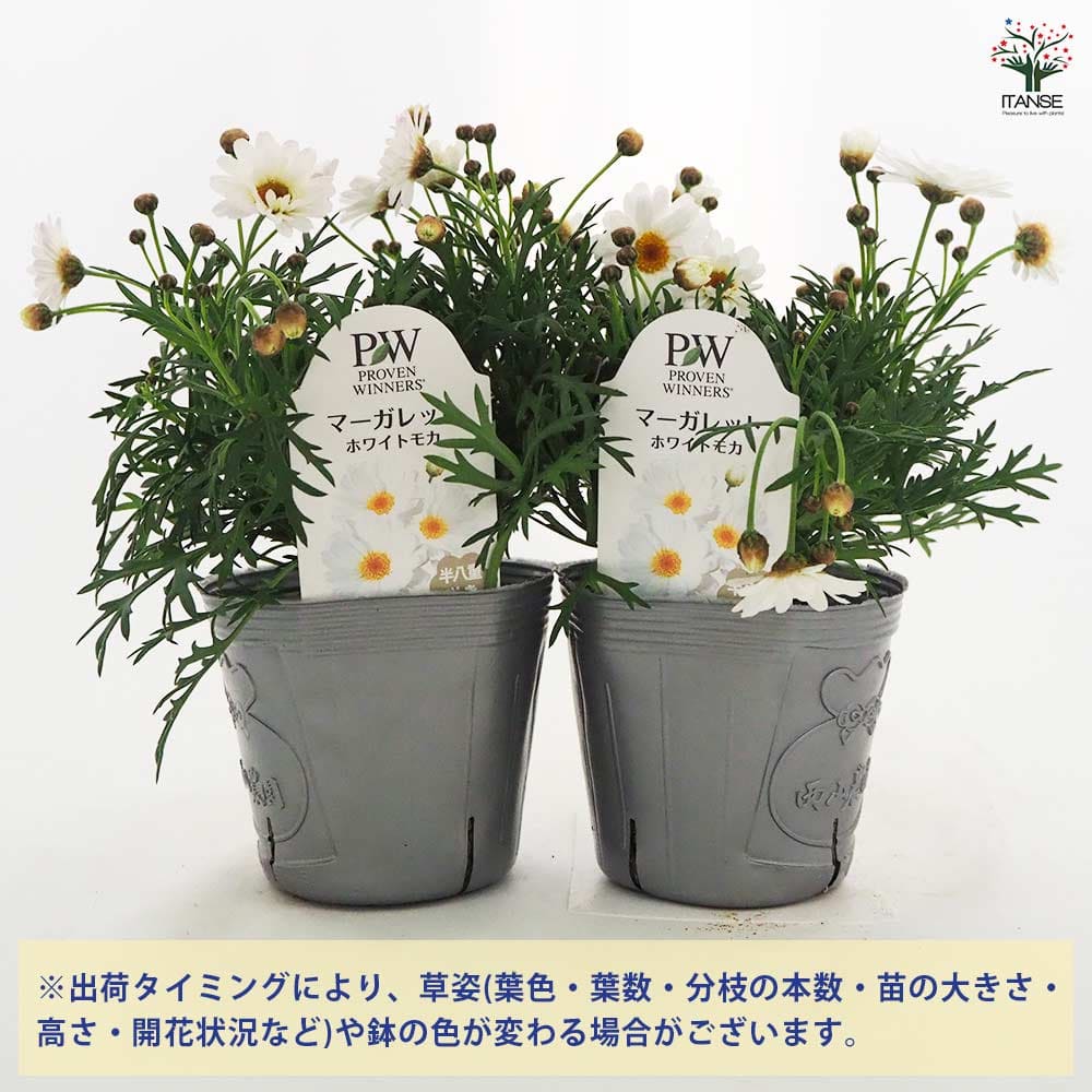 マーガレット ホワイトモカ 【花苗 3.5号】｜ 【植物のITANSE