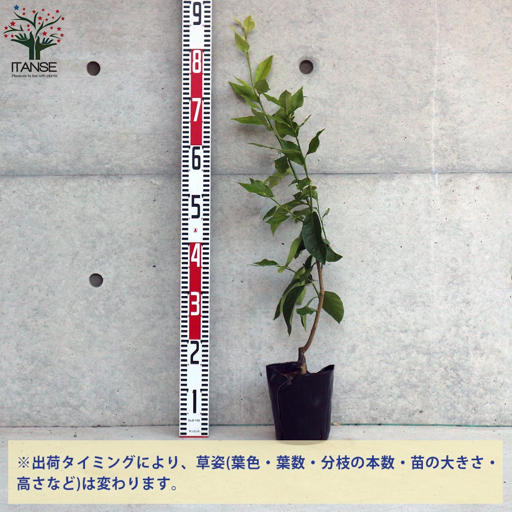 レモンの苗木 リスボン【果樹の苗木 15cm 1～2年生 接木苗／1個売り】